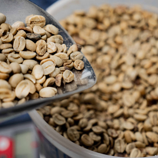 Bold Barako Blend - Espresso with a Roar