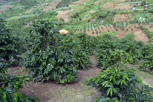 Ilocos #1 Robusta – The Champion Brew of the North